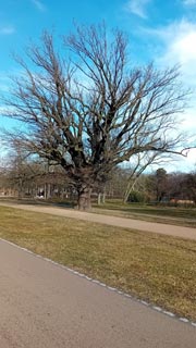 Grosser-Garten-10