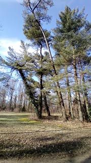 Grosser-Garten-15
